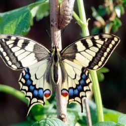 5 endangered butterfly species from the UK