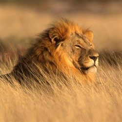 Prohibition of import of hunting trophies into the UK is ‘a form of neocolonialism’ says African delegation