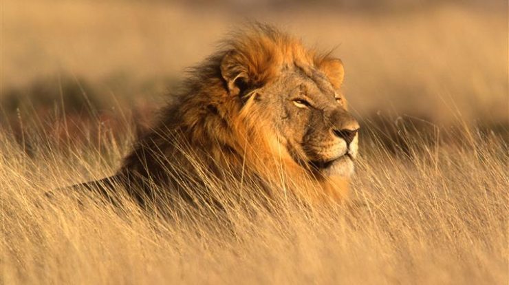 Prohibition of import of hunting trophies into the UK is ‘a form of neocolonialism’ says African delegation