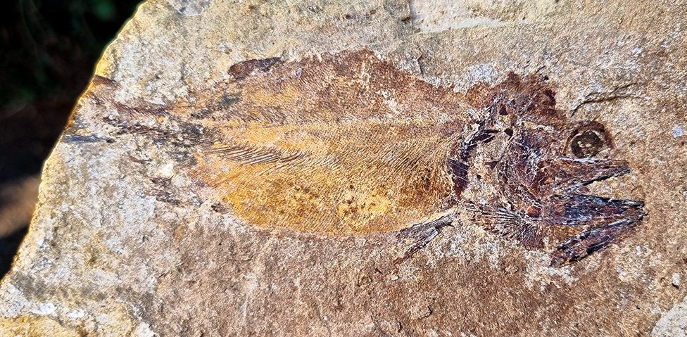 Fish fossil