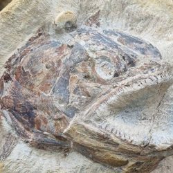 A rare fish fossil in a ‘severe’ posture found in grazing