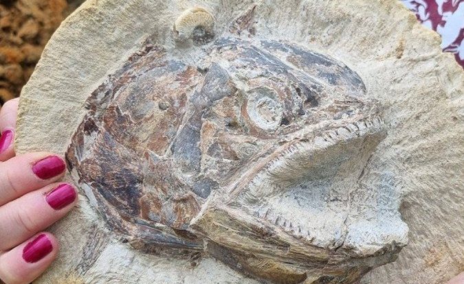 A rare fish fossil in a ‘severe’ posture found in grazing