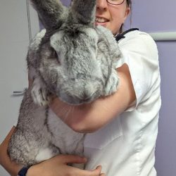 UK NGO rescues 47 giant rabbits after complaint of abuse – Marie Claire Magazine