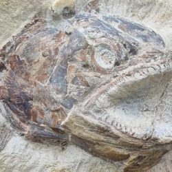 More than 180 Jurassic fish fossils have been found in England