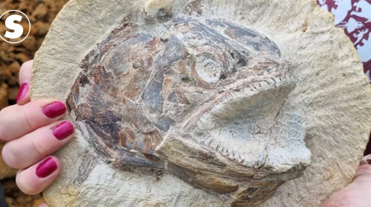 More than 180 Jurassic fish fossils have been found in England