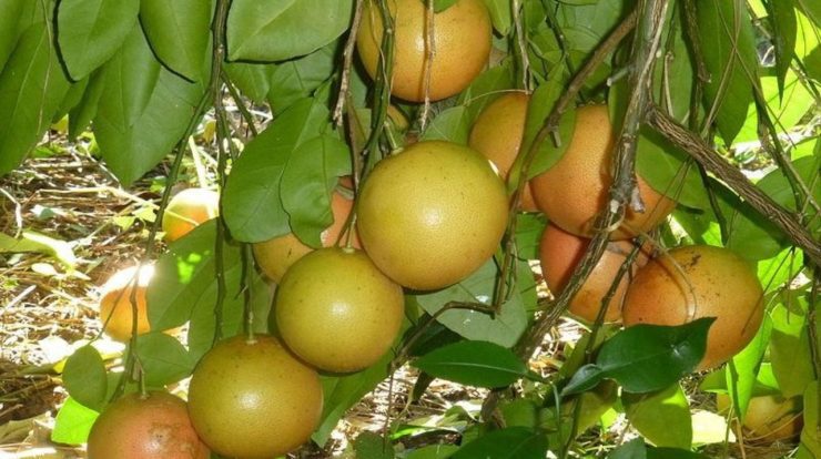 7 extinct fruits we have a record of