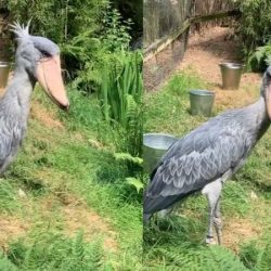 A rare bird arrives at a UK zoo and seeks a partner to save the species