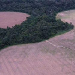 Secondary forests grow naturally in about 40% of deserted areas in the Amazon |  Globo newspaper