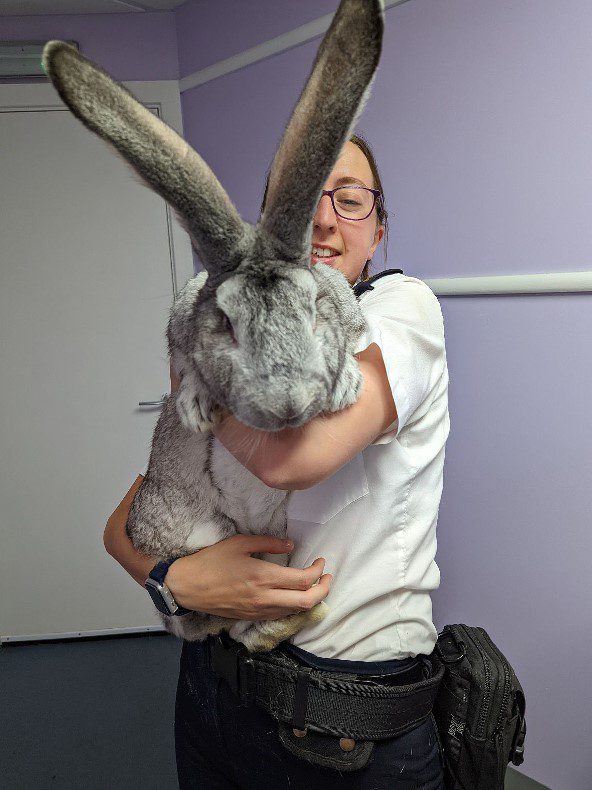 UK charity rescues 47 giant rabbits after alleged mistreatment (Photo: Breeding/People/Courtesy of RSPCA)