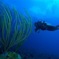 UK scientists have discovered 30 new species at the bottom of the sea