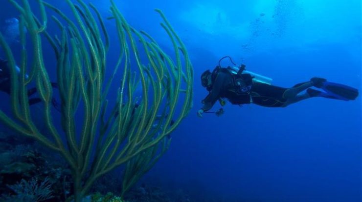 UK scientists have discovered 30 new species at the bottom of the sea