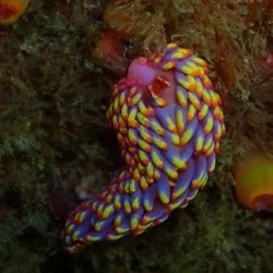 Scientists have discovered a new species of sea slug in the UK – Revista Galilei