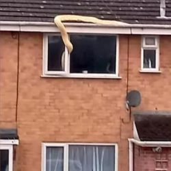 A 5-meter snake was caught after entering a house through a window in England