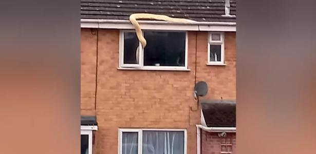 A 5-meter snake was caught after entering a house through a window in England