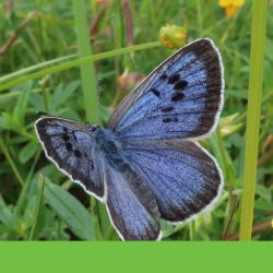 A butterfly that was once extinct in England now flies by the thousands  Biodiversity