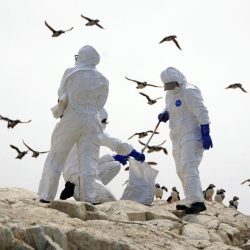 A new outbreak of bird flu has been confirmed at a UK poultry farm