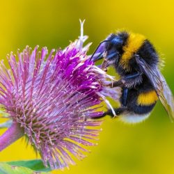 Climate change is disfiguring bees