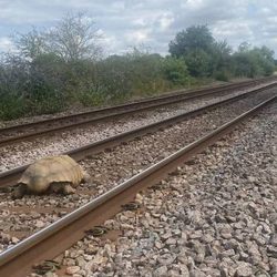 Giant tortoise disrupts UK trains – Metro World News Brazil