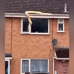 In England, a 5-meter snake that entered the house through the window was caught  the world