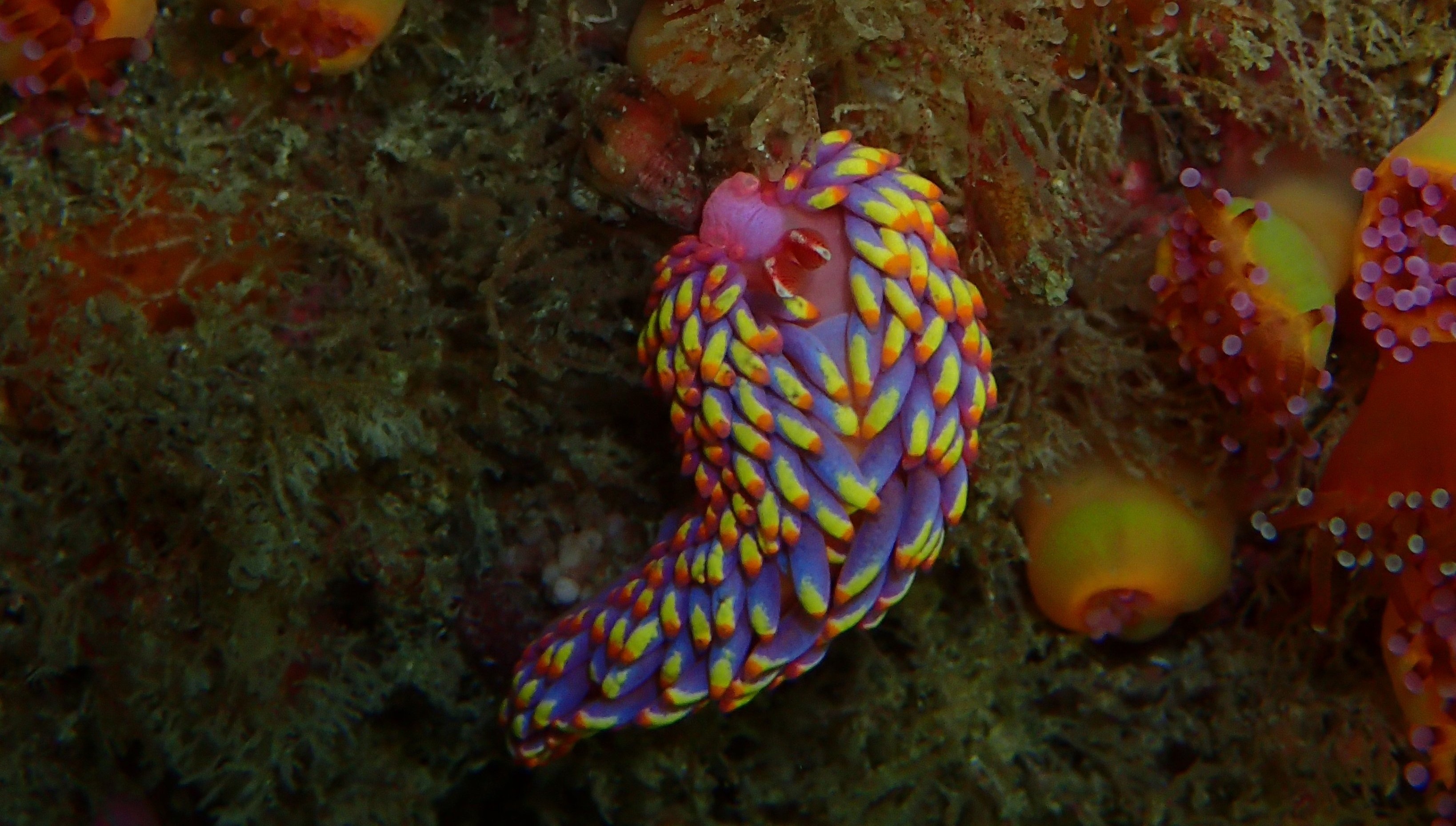 Scientists discover new (and curious) species of sea slug in England (Photo: Breeding / Cornwall Wildlife Trust)