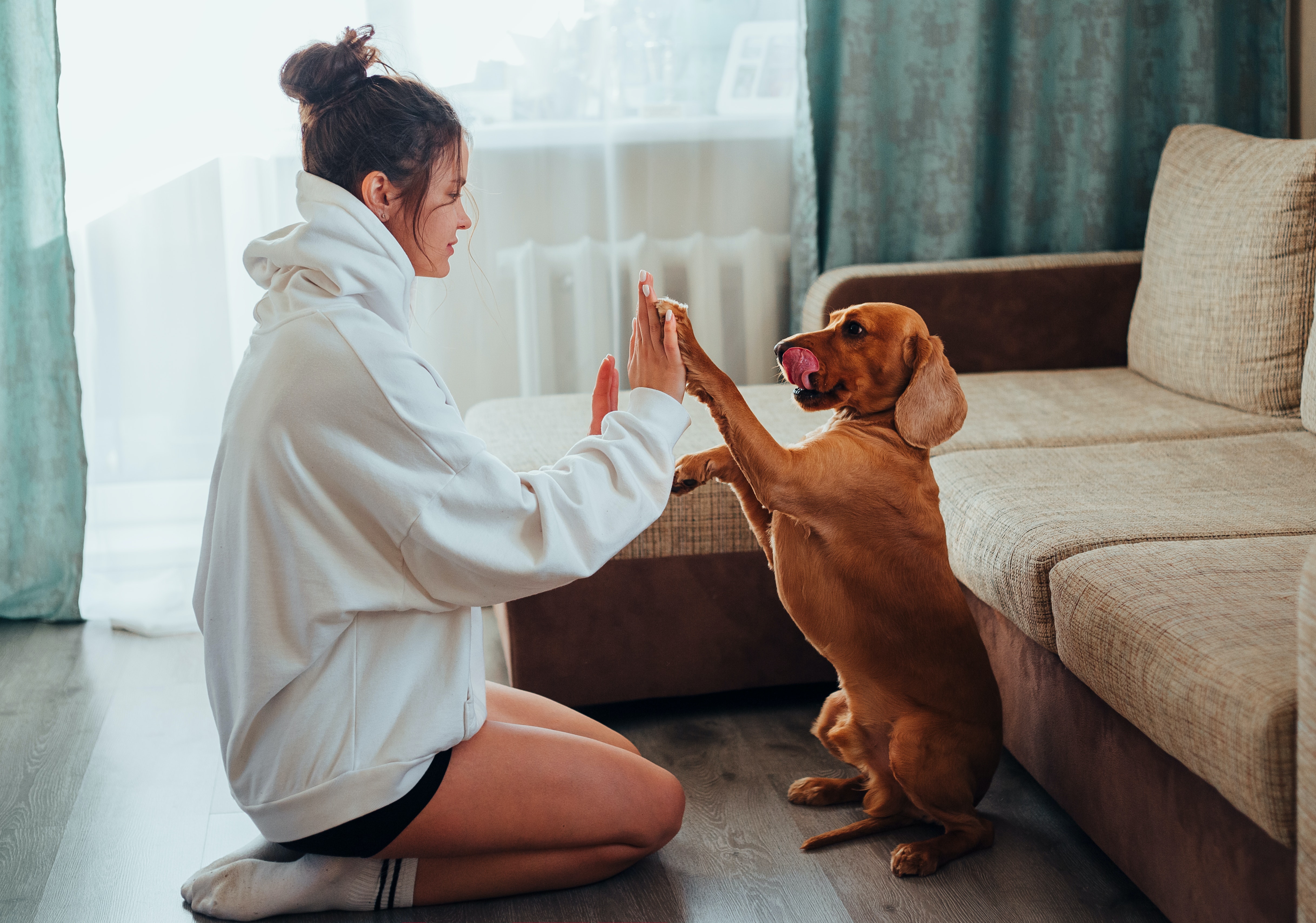 Female High Five Basset Hound