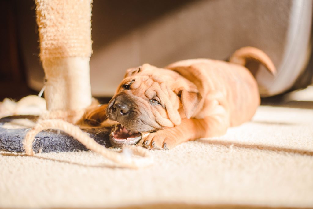 Shar Pei