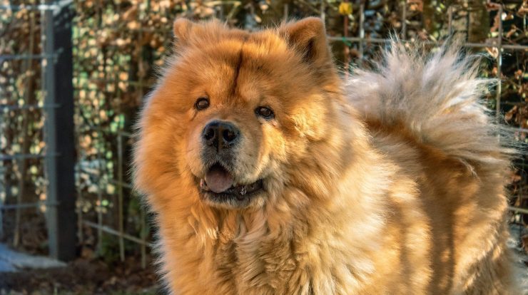 The vet lists 5 popular dog breeds that weren’t at home