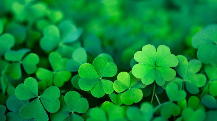 Find only four leaf clovers in the visual challenge
