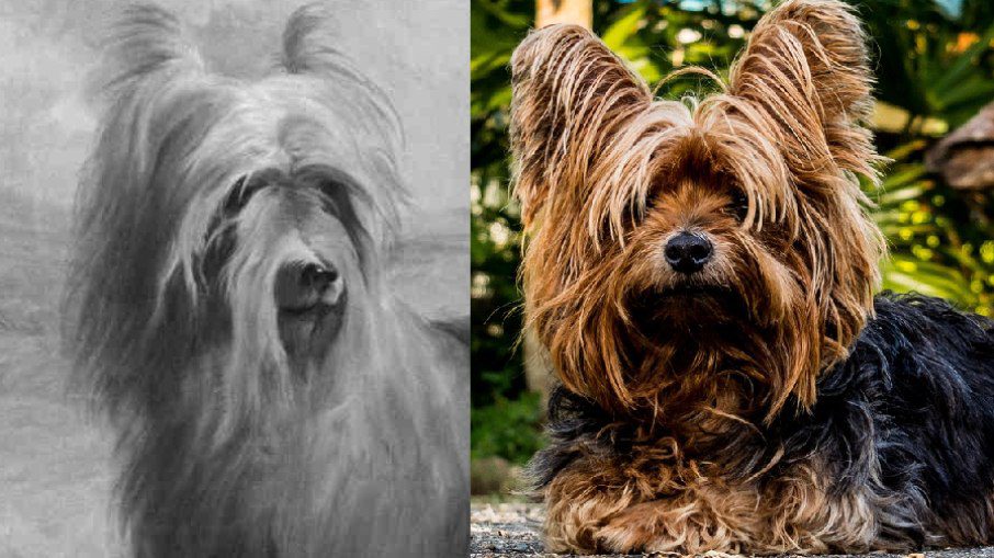 Huddersfield Penn (left) was born in 1865 and is considered the founder of the Yorkshire terrier breed.