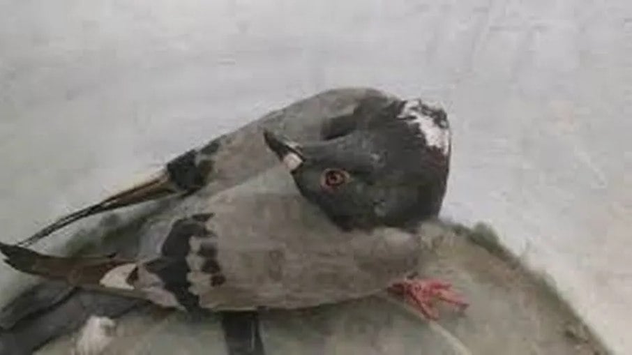 Paramyxovirus turns pigeons into 'zombies'.