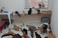 The shelter currently accommodates 120 cats - disclosure