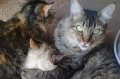 Cats live harmoniously in their new home - disclosure