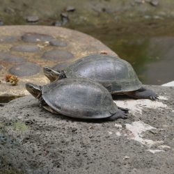 Asian Box Turtles in the Wild: Adaptations and Survival Strategies