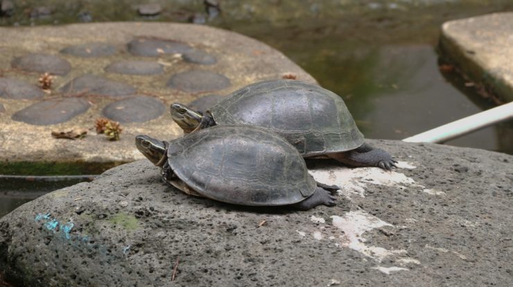 Asian Box Turtles in the Wild: Adaptations and Survival Strategies